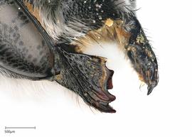   Megachilenbsp;cylindrica nbsp;female mandible, photo: Joshua Hengel 
